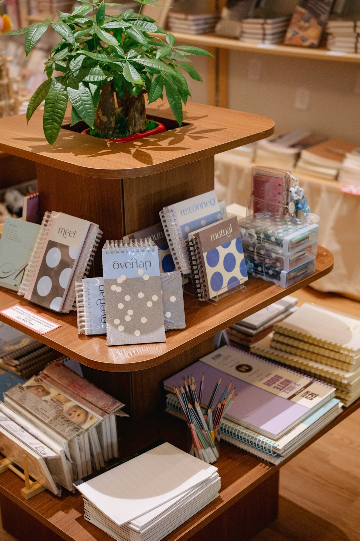 Wooden display stand with notebooks, art supplies, and a plant